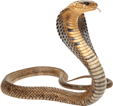 King Cobra Clipart with Realistic Coiling and Hood. . png