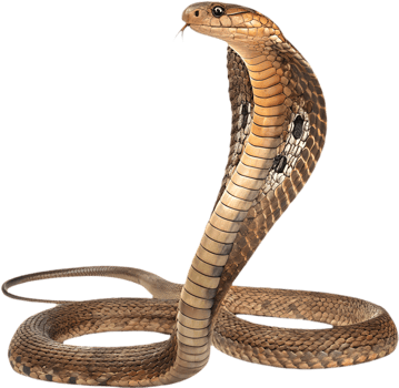 King Cobra Snake Clipart with Naturalistic Detailing Displayed. . png