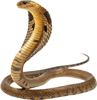 Impressive King Cobra Snake Clipart for Visual Designs. . png