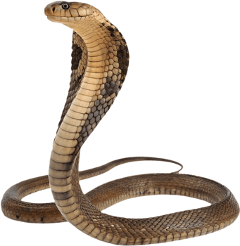 Detailed King Cobra Clipart in Striking Coiled Position. . png