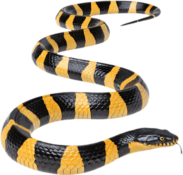 Many-Banded Krait Snake Clipart with Detailed Scale Patterns. . png