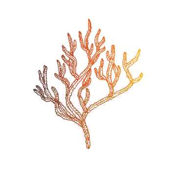 red coral. Hand painted line reef sketch. Graphic tropical clip art isolated on background. Underwater illustration. For designers, invitations, decoration, postcards, wrapping paper vector