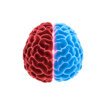 Parts of Red and Blue Brain A Creative Illustration transparent png