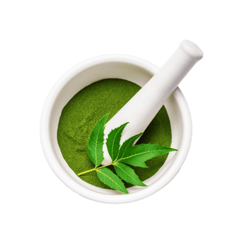 Fresh green neem leaf with ceramic mortar and pestle on transparent background png