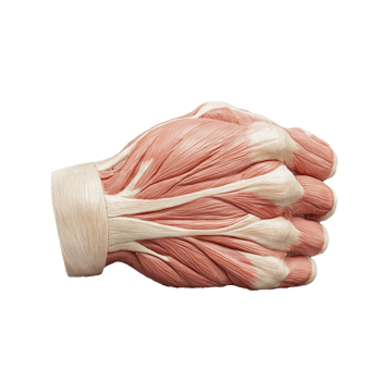 Anatomical model of human hand muscles on transparent background png