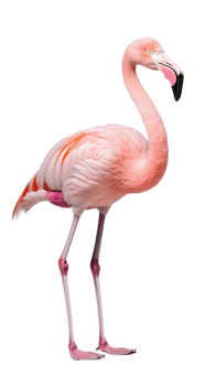 Pink flamingo standing tall with both legs, isolated on a transparent background png