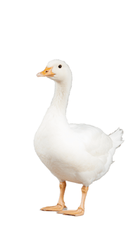 White goose standing with relaxed posture, isolated on a transparent background png