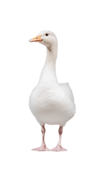 Goose with upright stance, white feathers and pink feet, isolated on a transparent background png