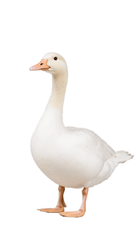 White goose with attentive stance, isolated on a transparent background png