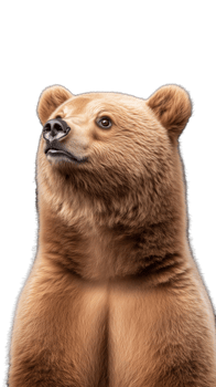 Close-up portrait of a brown bear looking to the side, isolated on a transparent background png