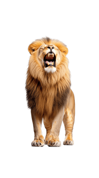 Majestic lion standing with mouth open, displaying dominance, isolated on a transparent background png
