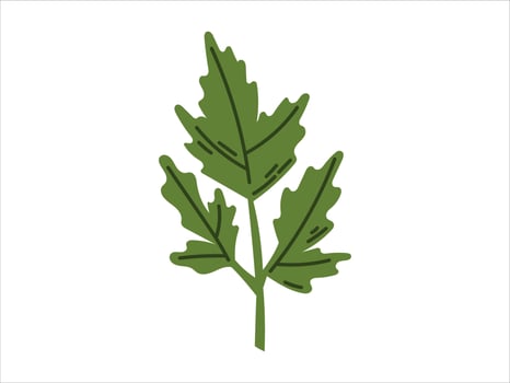 Sprig of green fresh parsley or cilantro. isolated on white flat illustration of herbs seasoning. vector