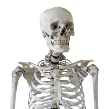 Human Skeleton Anatomy Model for Educational Use On Isolated Background png