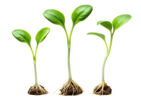 Green seedlings growing in sunlight png