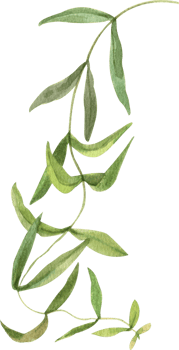 Handdrawn Watercolor Eucalyptus Nicholii Leaves png