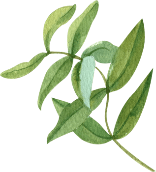 Handdrawn Watercolor Willow Leaves png