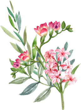 Handdrawn Spring flower watercolor png