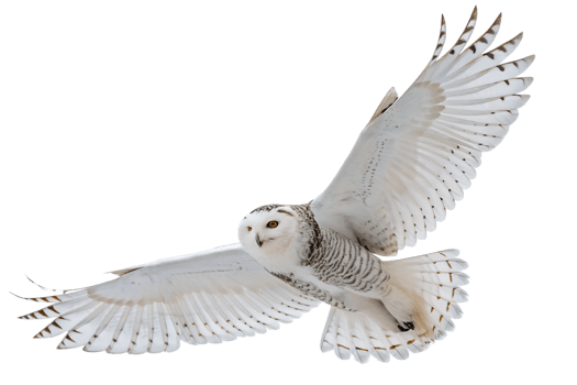 Snowy Owl is spreading its wings and flying isolated on a transparent background png