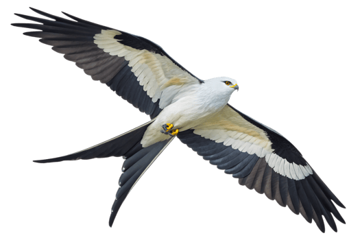 Front view, Swallowtail Kite is spreading its wings and flying isolated on a transparent background png