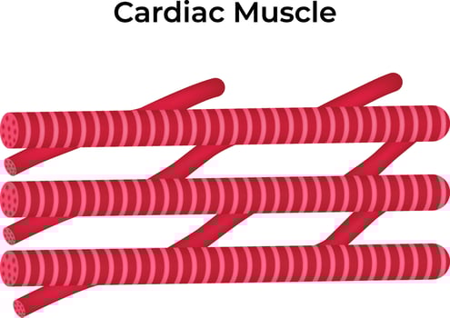 Cardiac Muscle Science Design Illustration Diagram Illustration vector