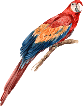 Scaret macaw bird watercolor element png
