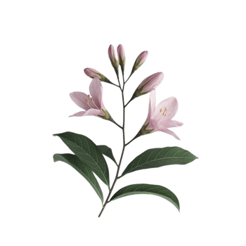 Elegant kemuning flowers on a see-through background png