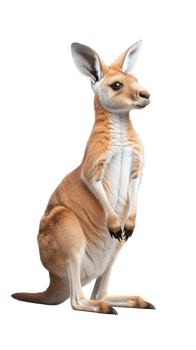 Cute kangaroo standing upright with alert expression on transparent background png