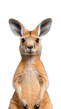 Kangaroo standing upright with curious expression on transparent background png