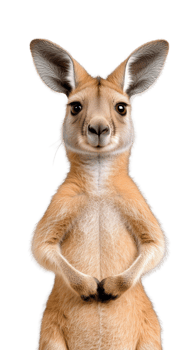 Young kangaroo with front paws together and attentive look on transparent background png