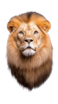 Portrait of a majestic lion with thick mane on transparent background png