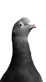 Portrait of a gray pigeon with focused gaze on transparent background png