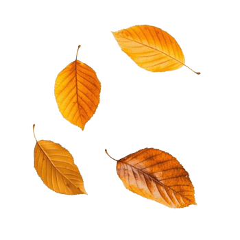 Autumn leaves on a white backdrop png
