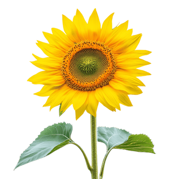 Bright sunflower stands tall under natural light png