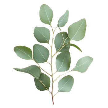 Eucalyptus leaves on white background png