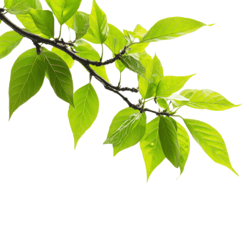Green leaves on a branch, white backdrop png