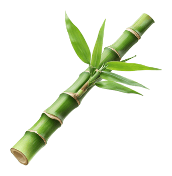 Decorative green bamboo stalk with leaves png