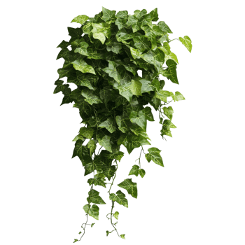 Lush green ivy plant cascading indoors png