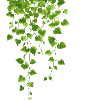 Heart shaped ivy vines hanging gracefully png