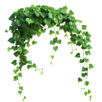 Lush green ivy cascading gracefully from a shelf png