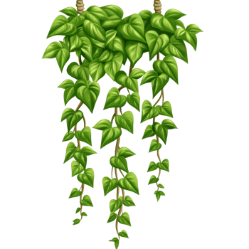 Trailing green ivy plant with grace png