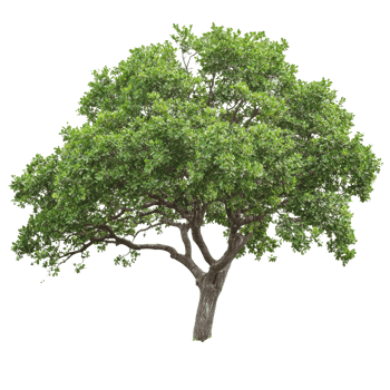 Solo green tree in natures beauty png