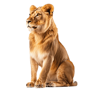 A lioness seated gracefully in a serene pose png