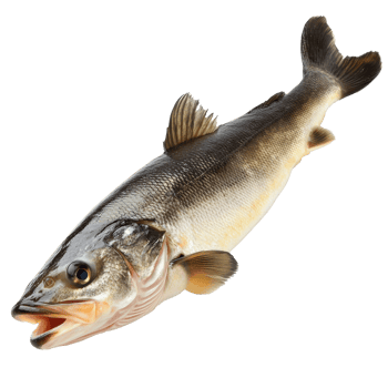 Fresh Atlantic striped bass on a white background png