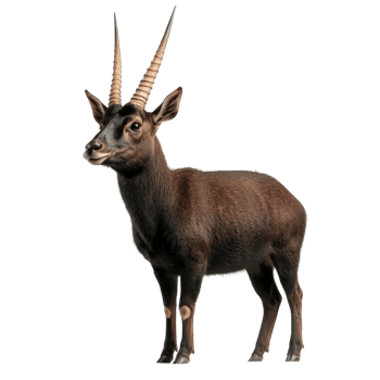 Young Horned Animal Standing in Natural Habitat png