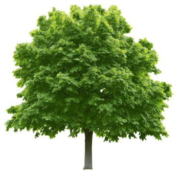 Lush green tree with abundant foliage in summer png