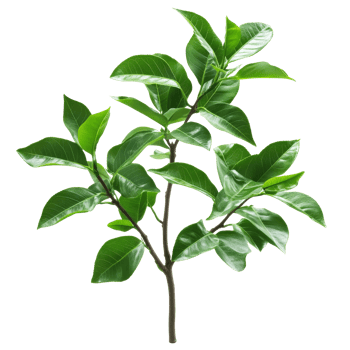 Shiny green branch on plain background png
