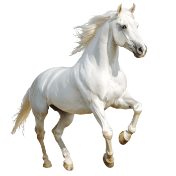 Majestic white horse rears up gracefully in motion png
