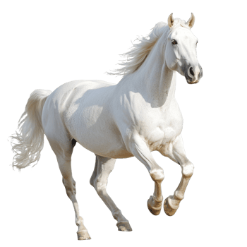 White horse running in a sunny field png