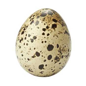 Quail egg with natural design on white png