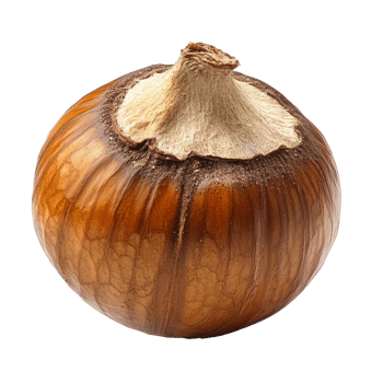 Autumn chestnut on white background png